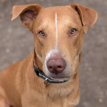 Foxhound and Mixed Breed Dogs Available for Adoption - Sunny | PetCurious