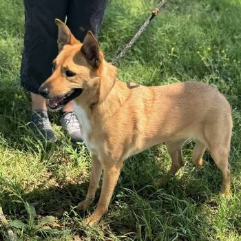 Rescue Shepherd Dogs for Adoption in Anahuac, Texas - Jude | PetCurious