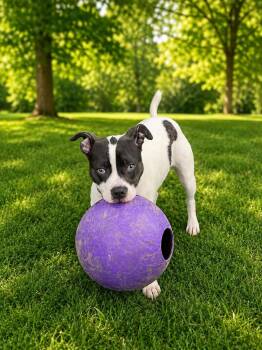 Tiana -  Boxer Dog for Adoption in Douglas, Massachusetts - Tiana | PetCurious