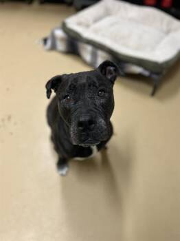 Rescue Pit Bull Terrier Dogs for Adoption in Chula Vista, California - SKYLER | PetCurious