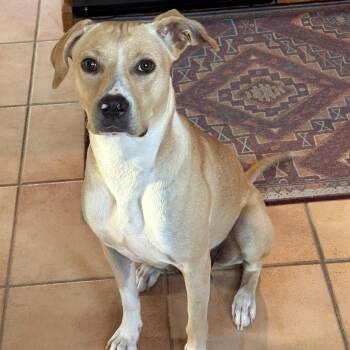 Rescue Yellow Labrador Retriever and American Bully Dogs for Adoption in Glocester, Rhode Island - Dolly*  **Adoption Fee Special!** | PetCurious