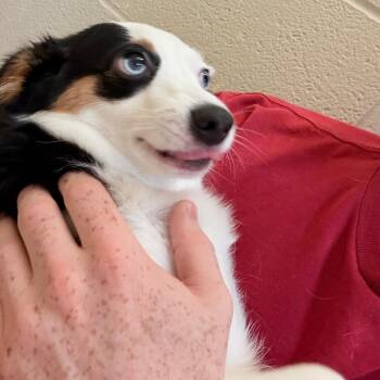 Mina -  Terrier Dog for Adoption in Helena, Alabama - Mina | PetCurious