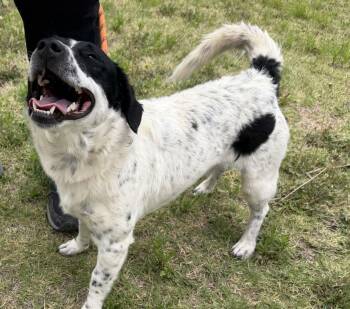 Elton -  Australian Shepherd and Terrier Dog for Adoption in Canutillo, Texas - Elton | PetCurious