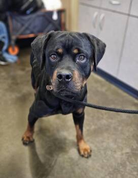 Rescue Rottweiler Dogs for Adoption in Rockwall, Texas - Found Stray: Chanel | PetCurious