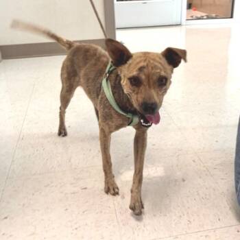 Mixed Breed Dogs Available for Adoption - Queen | PetCurious