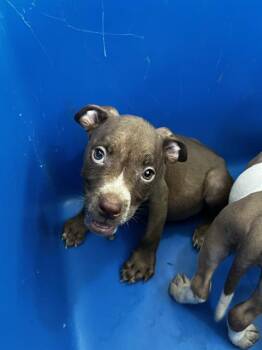 HARRY -  Mixed Breed Dog for Adoption in Dallas, Texas - HARRY | PetCurious