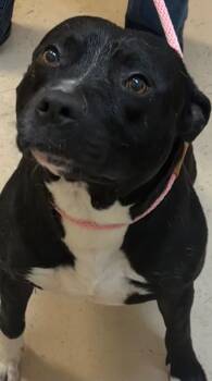 Wild Bill -  Staffordshire Bull Terrier Dog for Adoption in Elizabethton, Tennessee - Wild Bill | PetCurious