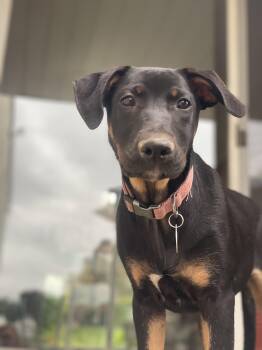 Scarlett -  German Shepherd Dog Dog for Adoption in Avondale, Pennsylvania - Scarlett | PetCurious