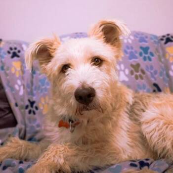 Shaggy -  Terrier Dog for Adoption in Cincinnati, Ohio - Shaggy | PetCurious