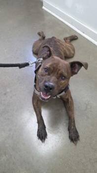 Atticus -  Pit Bull Terrier and Mixed Breed Dog for Adoption in New Orleans, Louisiana - Atticus | PetCurious