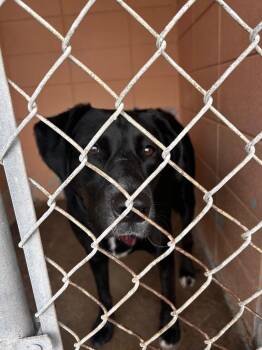 Labrador Retriever Dogs Available for Adoption in Gautier, Mississippi - Abby | PetCurious