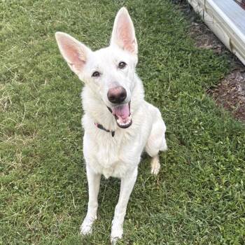 Dolly Pawton -  German Shepherd Dog Dog for Adoption in Mount Vernon, Indiana - Dolly Pawton | PetCurious