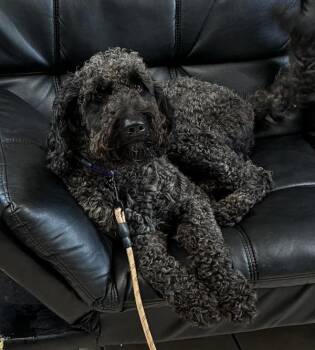 Labradoodle Dogs Available for Adoption in Williamstown, Kentucky - Banks | PetCurious