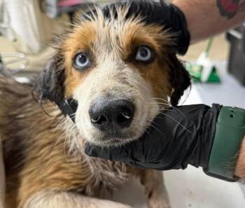 Scout -  Australian Shepherd Dog for Adoption in Dallas, Texas - Scout | PetCurious