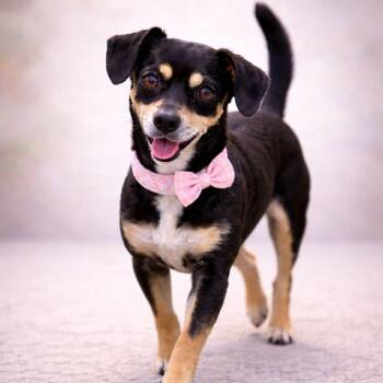 Dachshund and Chiweenie Dogs Available for Adoption in Lucas, Texas - LUNA GS | PetCurious