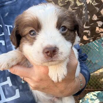 Bertier -  Mixed Breed Dog for Adoption in Columbia, South Carolina - Bertier | PetCurious