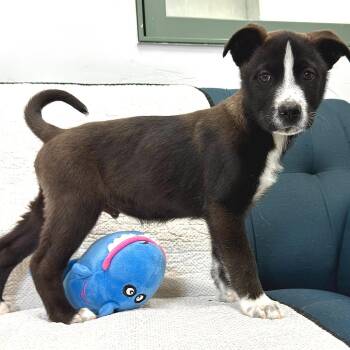 Mixed Breed Dogs Available for Adoption - BBQ | PetCurious
