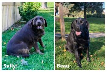 Beau & Sully-Courtesy Listing -  Black Labrador Retriever and Chocolate Labrador Retriever Dog for Adoption in Decorah, Iowa - Beau & Sully-Courtesy Listing | PetCurious