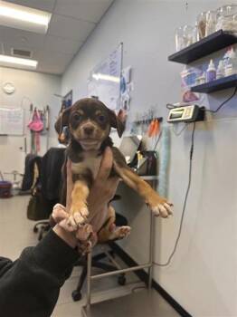 Katara -  Mixed Breed Dog Available for Adoption in West Chester, Pennsylvania - Katara | PetCurious