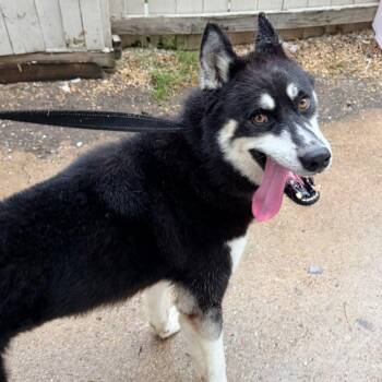 Milo -  Husky Dog for Adoption in New Orleans, Louisiana - Milo | PetCurious