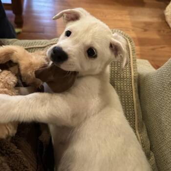 Radish -  Chihuahua and Terrier Dog for Adoption in Houston, Texas - Radish | PetCurious