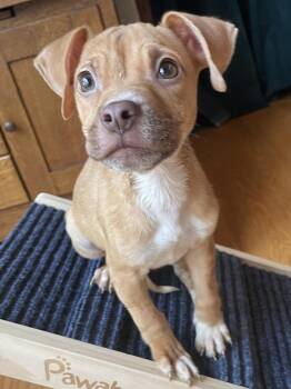 Australian Cattle Dog Blue Heeler Dogs Available for Adoption - Gremlin | PetCurious