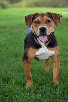 Steven -  Beagle and Mixed Breed Dog for Adoption in Lagrange, Indiana - Steven | PetCurious