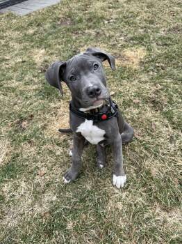 Mixed Breed Dogs Available for Adoption in Shelburne, Vermont - Gadalf | PetCurious