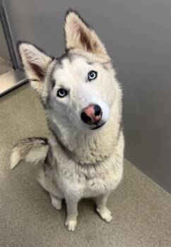 MAUDE -  Siberian Husky Dog for Adoption in West Valley City, Utah - MAUDE | PetCurious