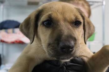DAPHNE -  Mixed Breed Dog for Adoption in Columbia, South Carolina - DAPHNE | PetCurious
