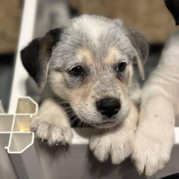 Jamey Johnson -  Australian Cattle Dog Blue Heeler and Mixed Breed Dog for Adoption in St. Peters, Missouri - Jamey Johnson | PetCurious