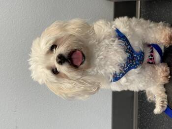Rescue Maltese Dogs for Adoption in Alafaya, Florida - Boo | PetCurious