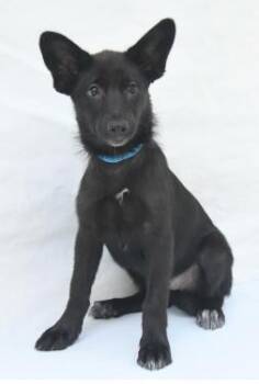 Bailey -  Labrador Retriever and Mixed Breed Dog for Adoption in Kansas City, Missouri - Bailey | PetCurious