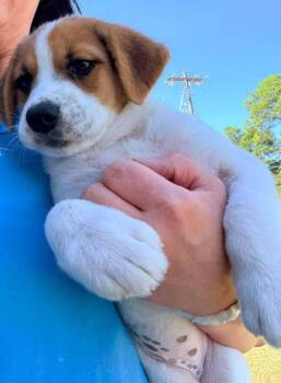 Frankie -  Labrador Retriever and American Bulldog Dog for Adoption in Troy, Alabama - Frankie | PetCurious