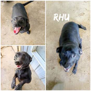 Rhu/Rue -  Labrador Retriever and Dachshund Dog for Adoption in St. Catharines, Ontario - Rhu/Rue | PetCurious