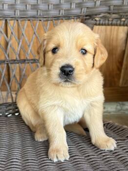 Brown  -  Golden Retriever Dog for Sale in Hackett, Arkansas - Brown  | PetCurious