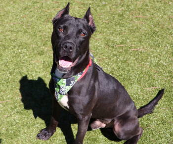 Rescue Pit Bull Terrier Dogs for Adoption in Rockaway, New Jersey - Diablo Athens | PetCurious