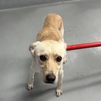 Queso (Buck) -  Border Collie and Mixed Breed Dog for Adoption in Morganfield, Kentucky - Queso (Buck) | PetCurious