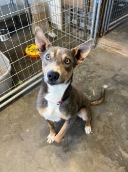 Australian Kelpie Dogs Available for Adoption in Saint James, Minnesota - Jack | PetCurious