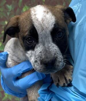 American Staffordshire Terrier and Mixed Breed Dogs Available for Adoption - Glow | PetCurious