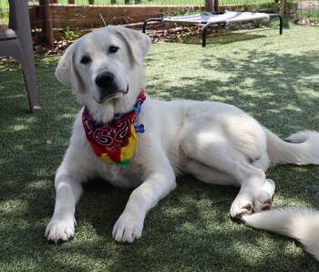 Ronan -  Great Pyrenees and Labrador Retriever Dog for Adoption in Fort Worth, Texas - Ronan | PetCurious