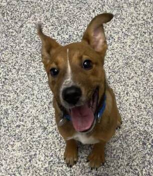 Solenne -  German Shepherd Dog and Labrador Retriever Dog for Adoption in Golden, Colorado - Solenne | PetCurious