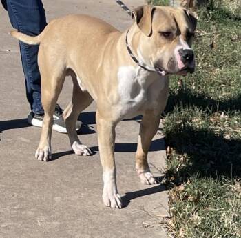 American Staffordshire Terrier Dogs Available for Adoption - Remington | PetCurious