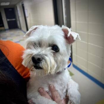 Maltese and Chihuahua Dogs Available for Adoption in Sioux City, Iowa - Bronco | PetCurious