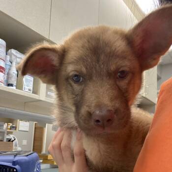 WAGS-Stray-23319 -  Shepherd Dog for Adoption in Westminster, California - WAGS-Stray-23319 | PetCurious