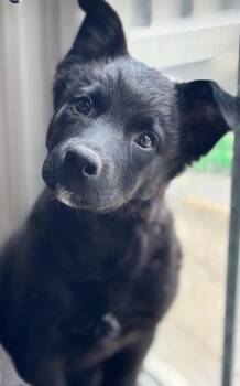 Sir Duke -  Siberian Husky and Labrador Retriever Dog for Adoption in Richmond, Virginia - Sir Duke | PetCurious