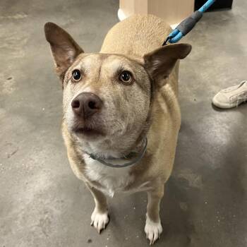 Storm (Oakley) -  Shepherd and Mixed Breed Dog for Adoption in Tampa, Florida - Storm (Oakley) | PetCurious