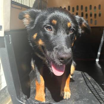 Nola -  Shepherd and Mixed Breed Dog for Adoption in Montgomery, Alabama - Nola | PetCurious