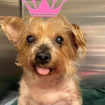 Yorkshire Terrier Dogs Available for Adoption in Newark, New Jersey - Princess | PetCurious