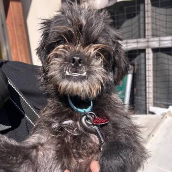 Maltese and Mixed Breed Dogs Available for Adoption in Richmond, California - PEPPER | PetCurious